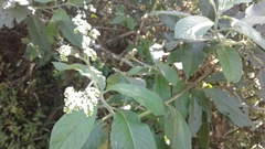 Tournefortia pubescens