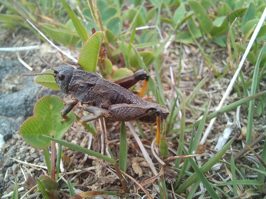 Eunothrotes