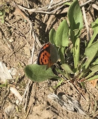 Lycaena phlaeas hypophlaeas