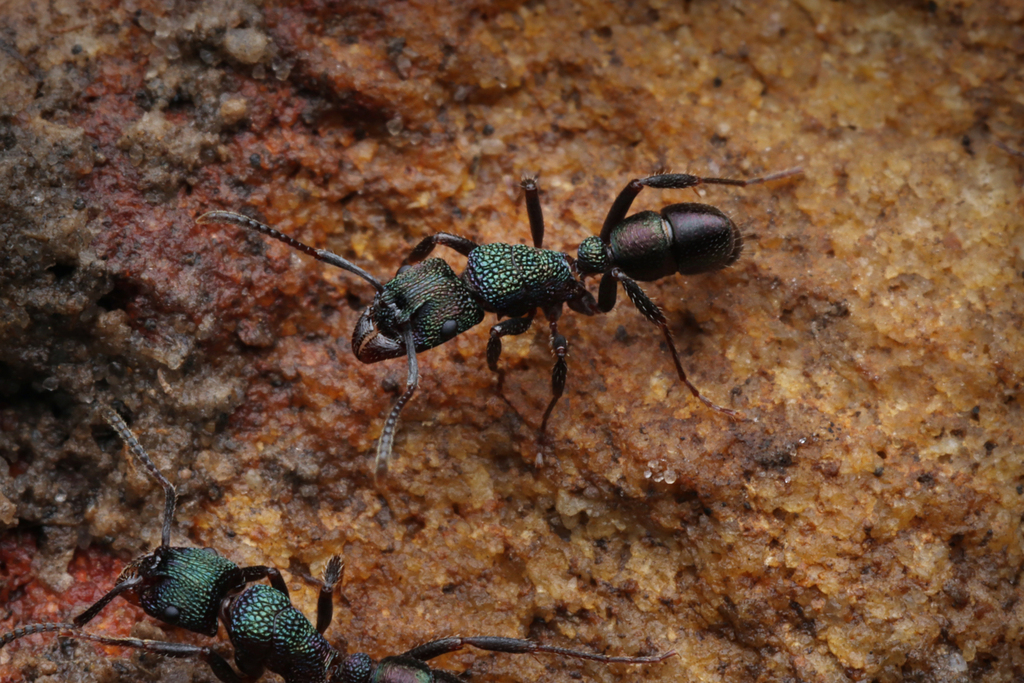 Green-head Ant (Rhytidoponera metallica) · iNaturalist