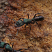 Green-head Ant - Photo (c) Connor Margetts, some rights reserved (CC BY), uploaded by Connor Margetts