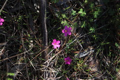 Oxalis eckloniana-nidulans