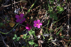 Oxalis eckloniana-nidulans