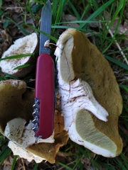 Boletus reticulatus