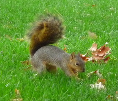 Sciurus niger