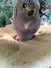Boletus reticulatus