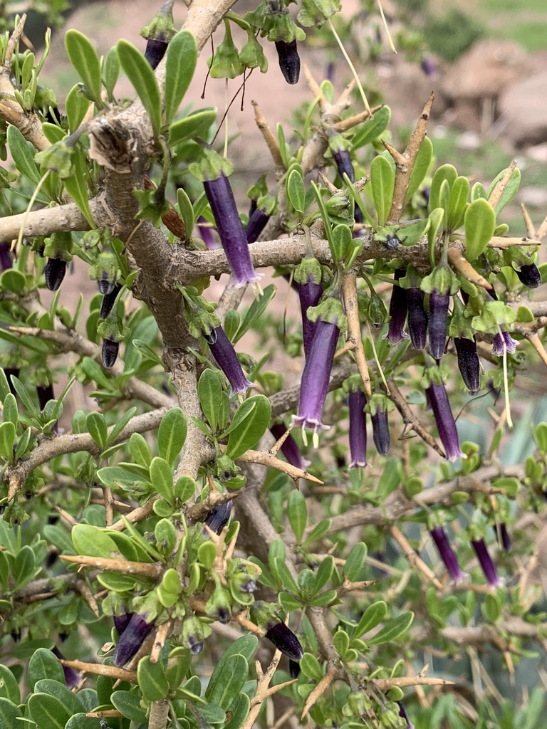 Dunalia spinosa