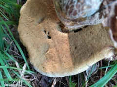 Boletus reticulatus