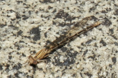 Argia emma