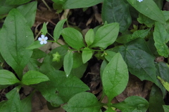 Memoremea scorpioides