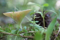 Pseudoarmillariella ectypoides