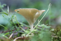 Pseudoarmillariella ectypoides