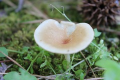 Pseudoarmillariella ectypoides