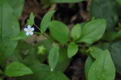Memoremea scorpioides