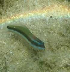 Thalassoma
