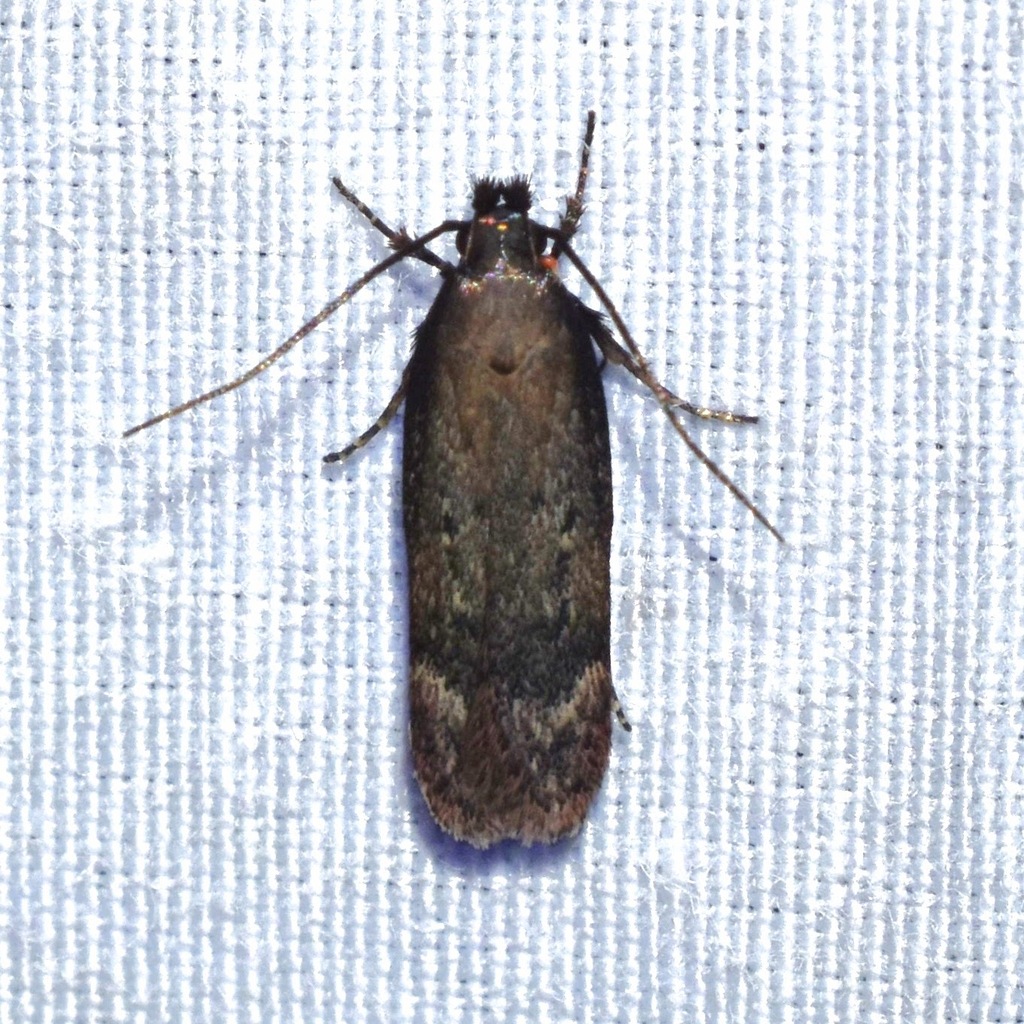 Gelechia albisparsella