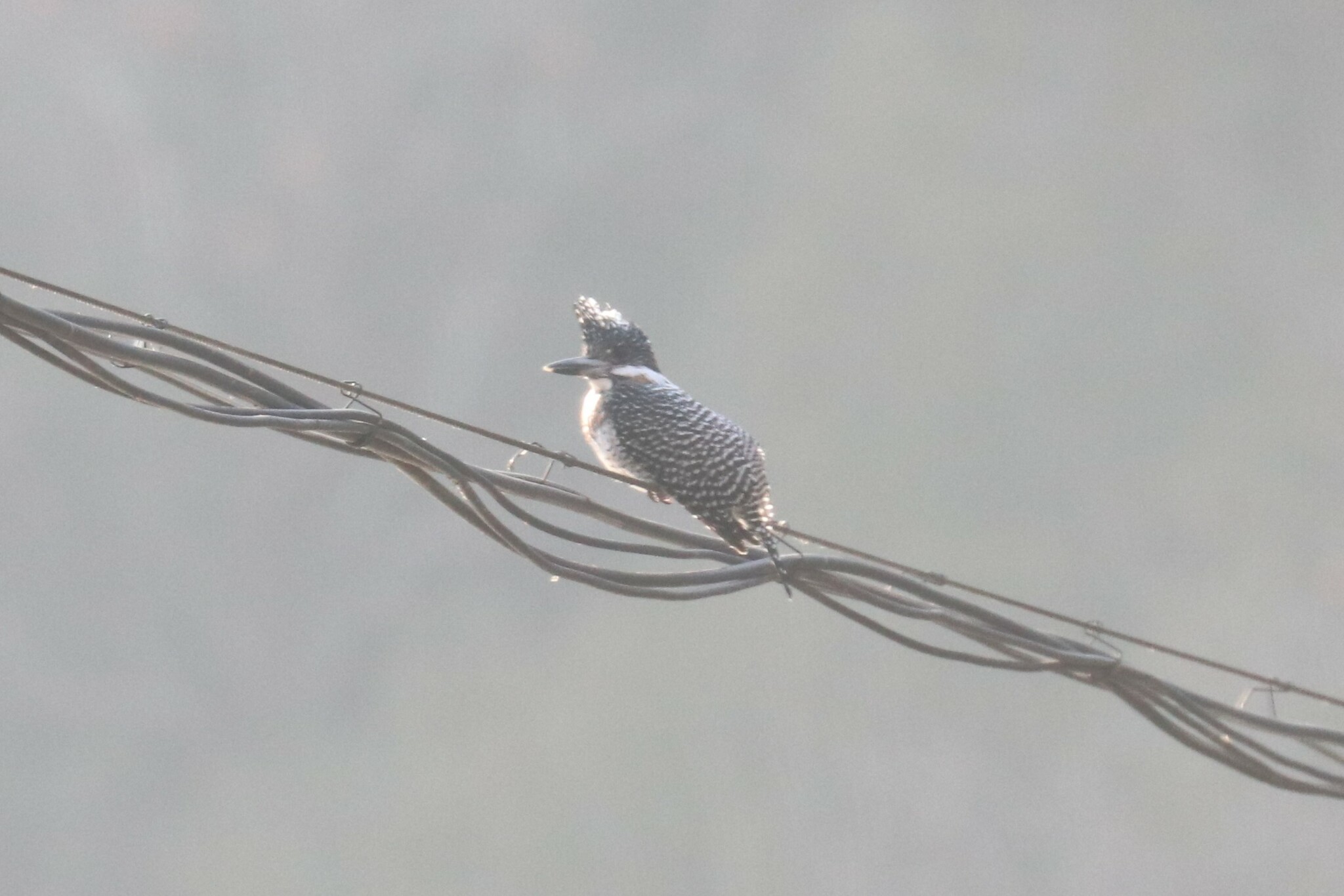 Crested Kingfisher