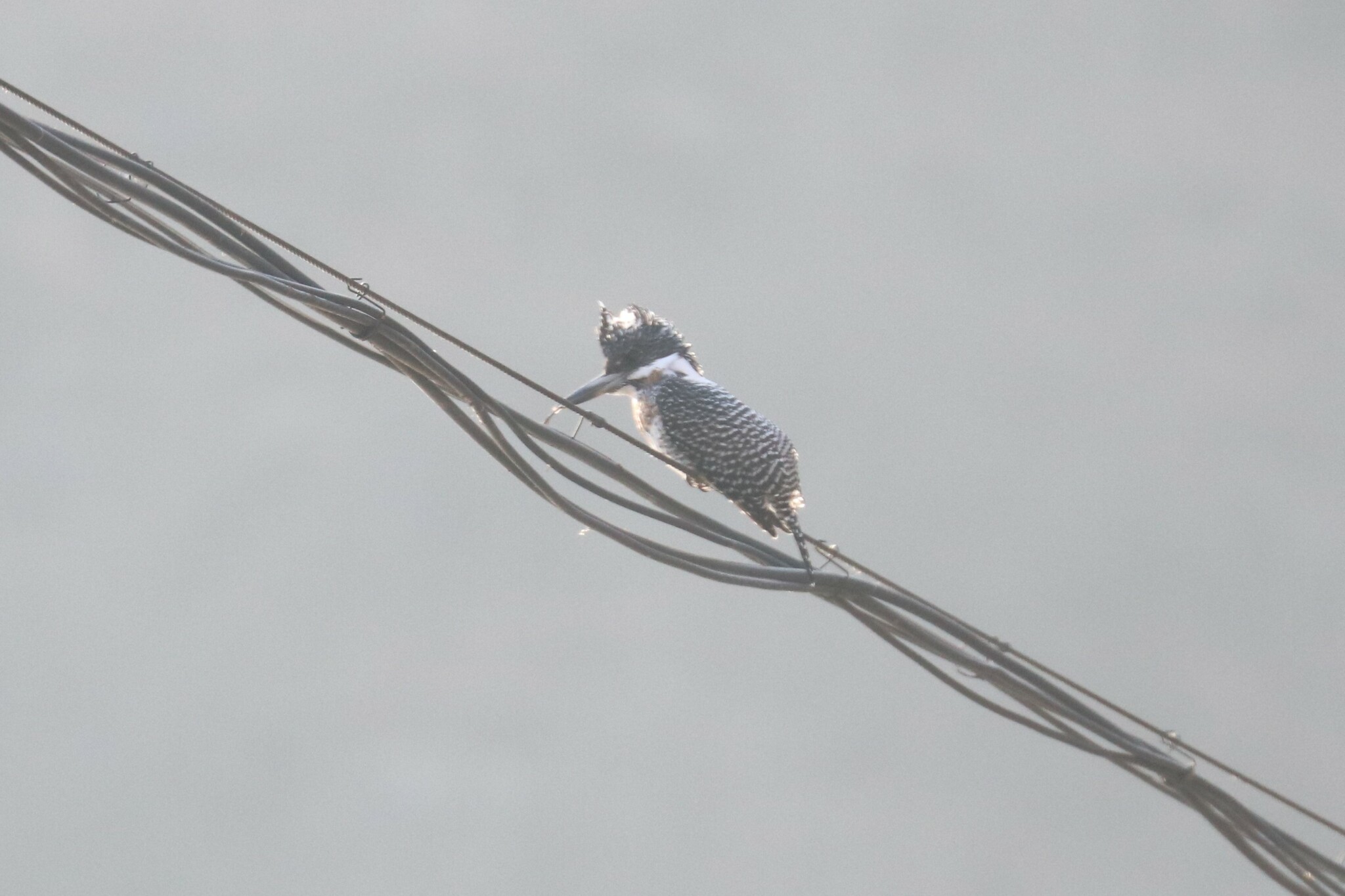 Crested Kingfisher