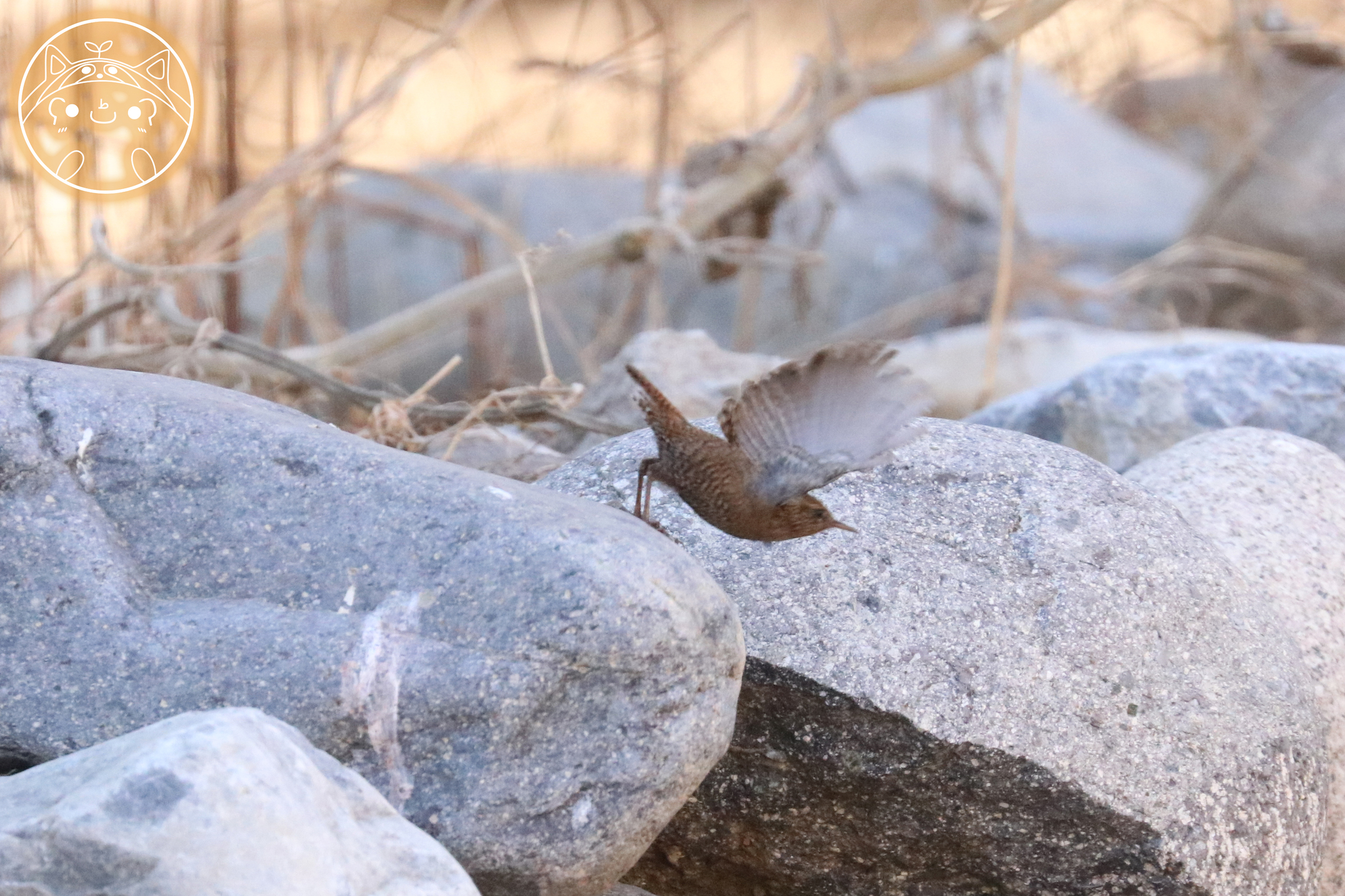 Eurasian Wren