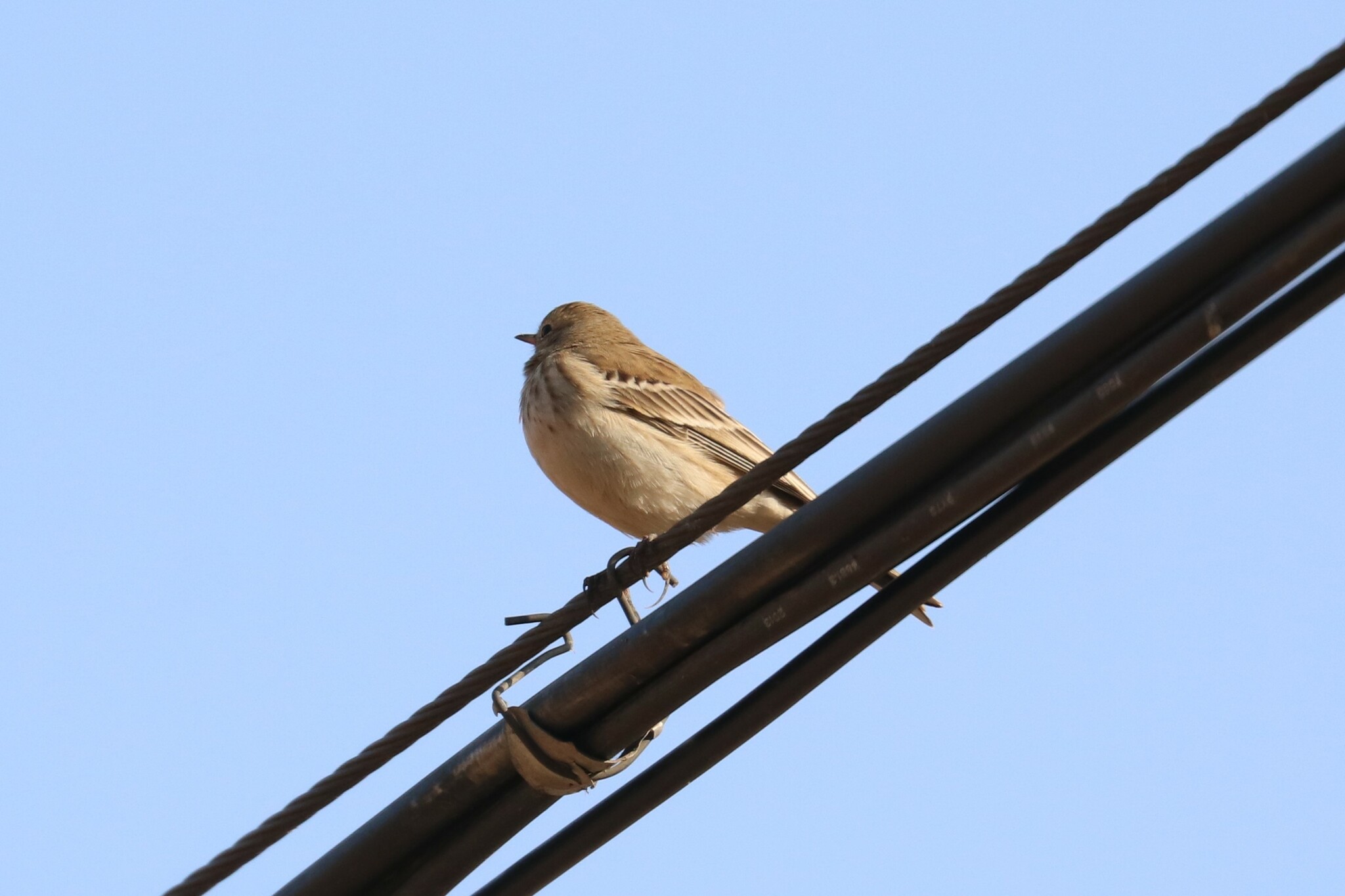 Water Pipit