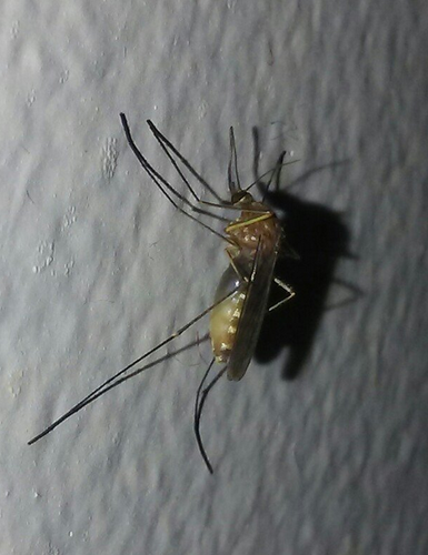 House Mosquito Complex photo 6