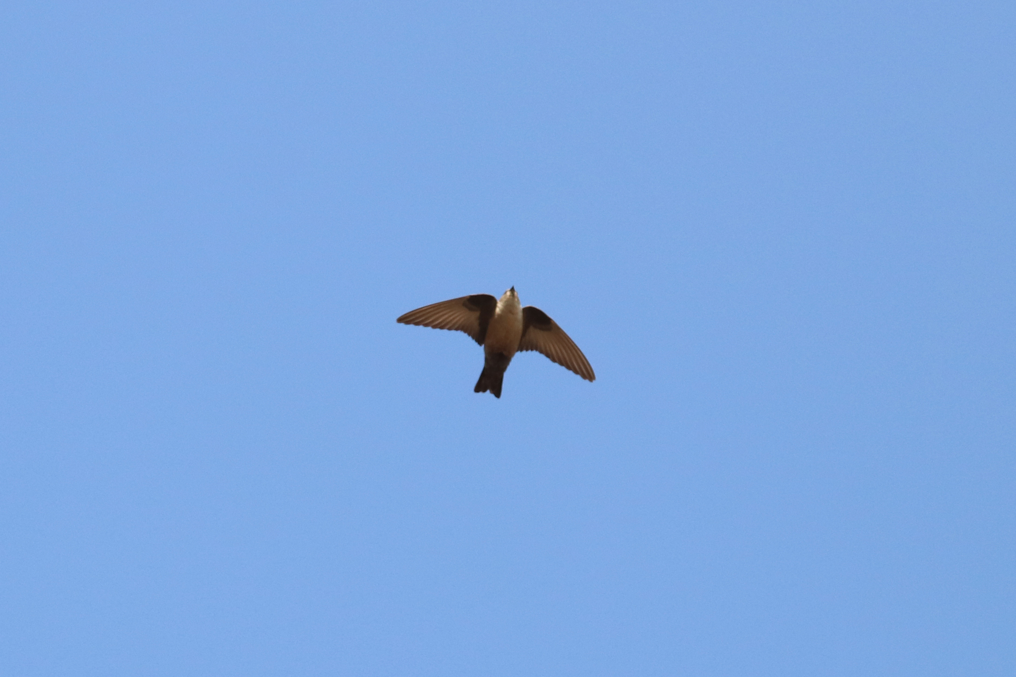Eurasian Crag Martin