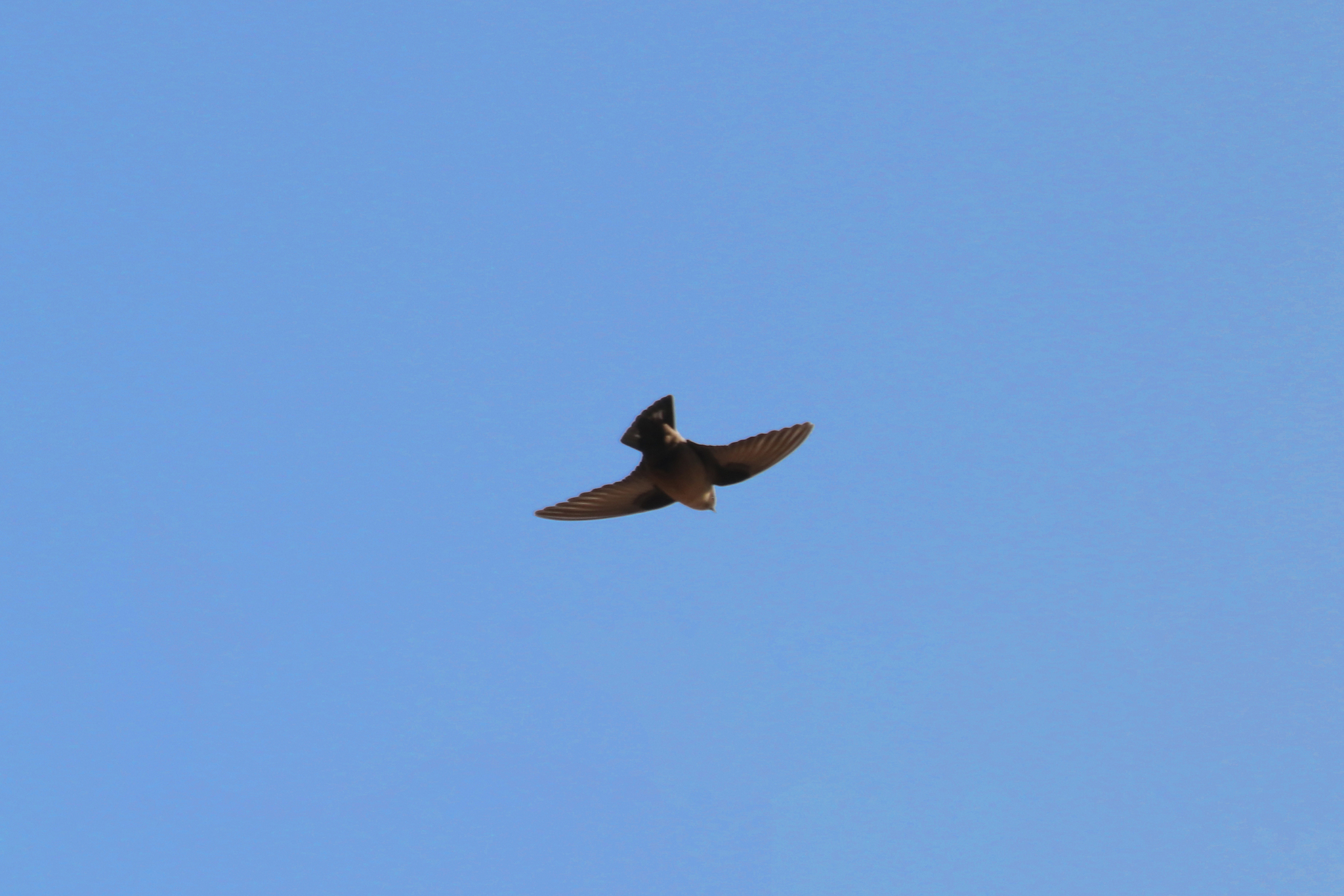 Eurasian Crag Martin