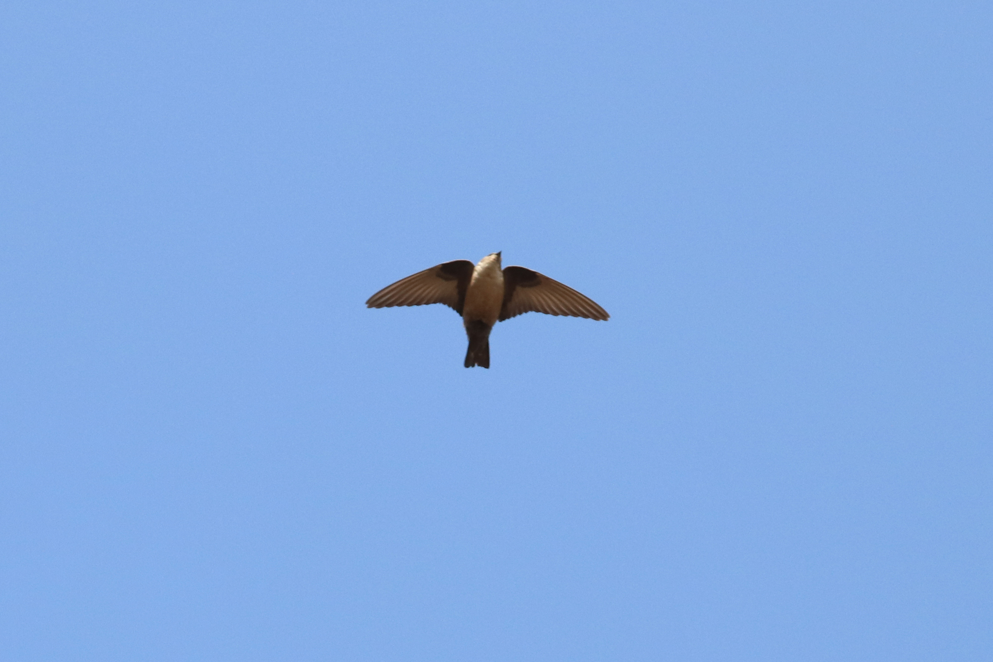 Eurasian Crag Martin