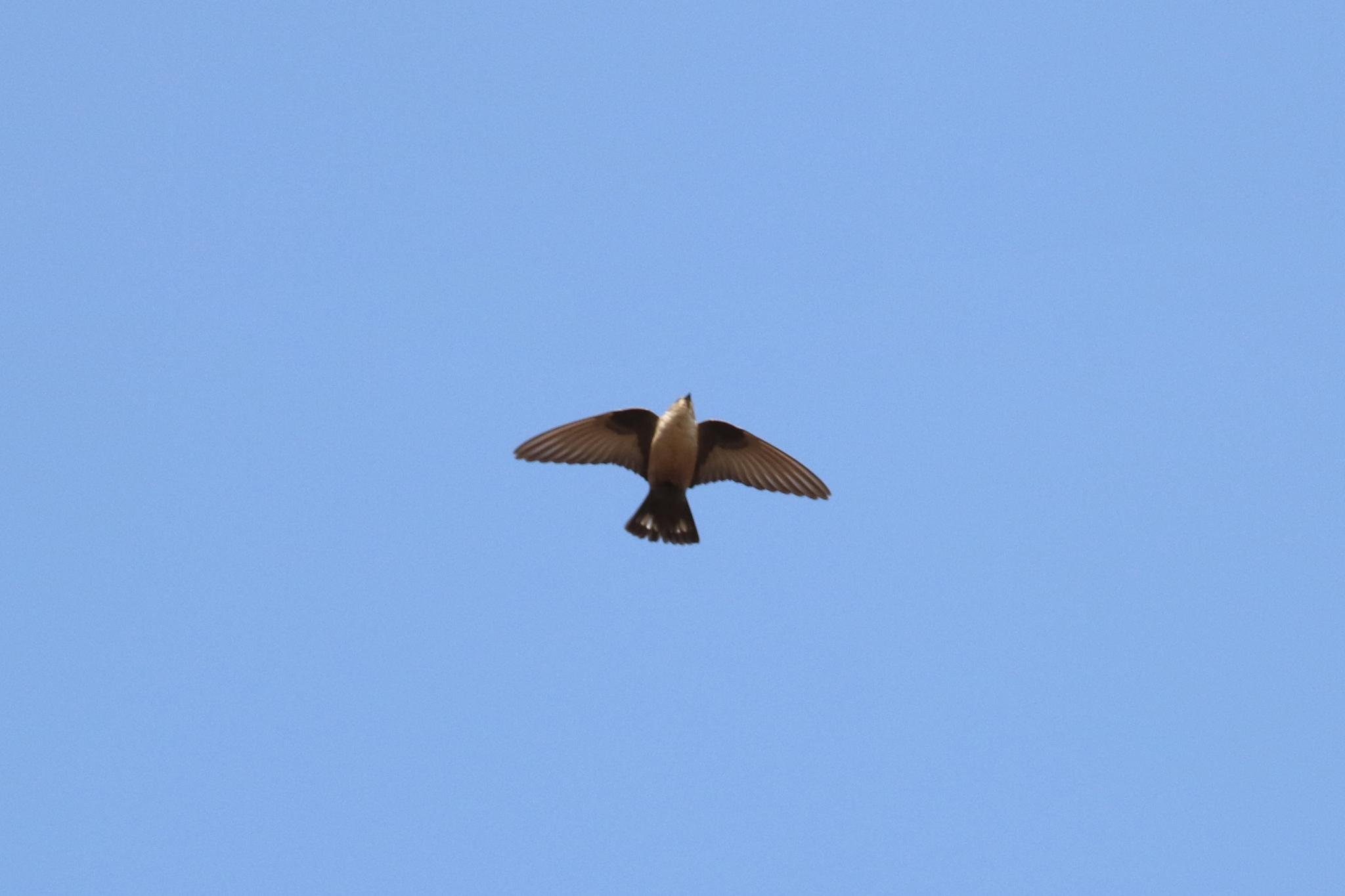 Eurasian Crag Martin