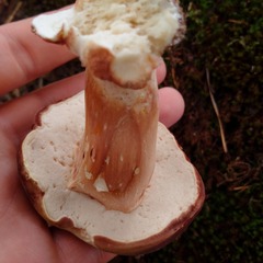 Xanthoconium purpureum