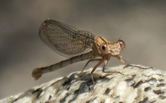 Argia emma