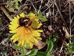 Bombus mckayi