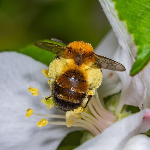 Milwaukee Mining Bee