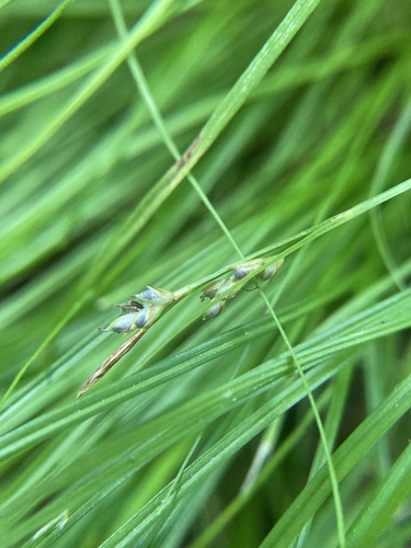 Image of New England Sedge (Carex novae) by (c) Jaime McGuigan, some rights reserved (CC BY)