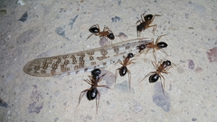 Camponotus xerxes