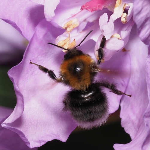 Medinė Kamanė nuotrauka