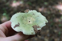Russula parvovirescens