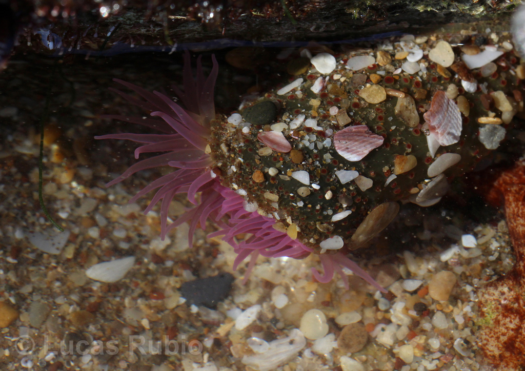 La Plata anemone
