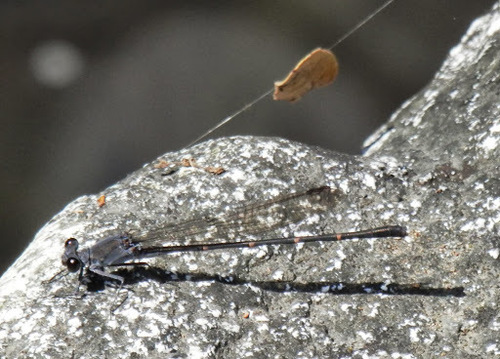 Sooty Dancer photo 4
