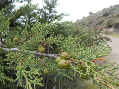 Cupressus sargentii