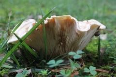 Lactarius yazooensis