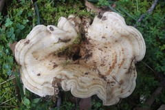 Lactarius yazooensis