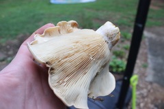 Lactarius yazooensis