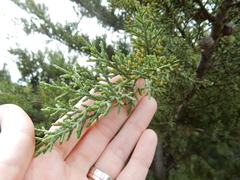 Cupressus sargentii