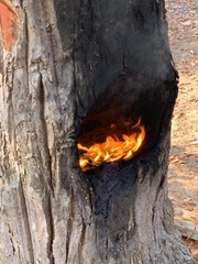 Dipterocarpus alatus