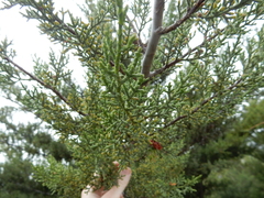 Cupressus sargentii