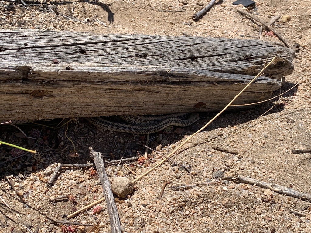 Desert Patchnose Snake from Joshua Tree National Park, Twentynine Palms