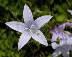 Campanula rapunculus