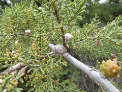 Cupressus sargentii