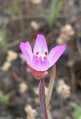 Clarkia franciscana